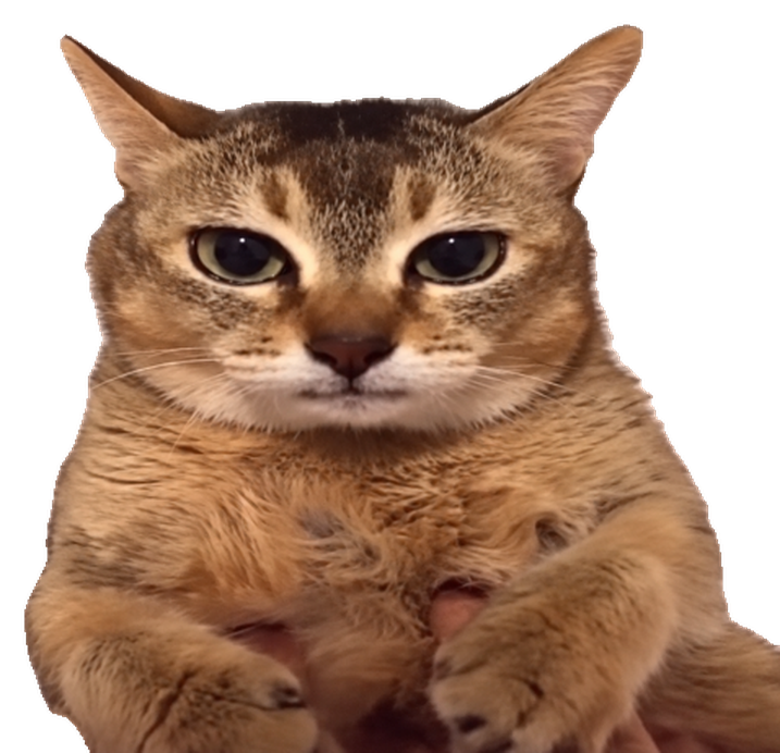 No Thoughts Cat